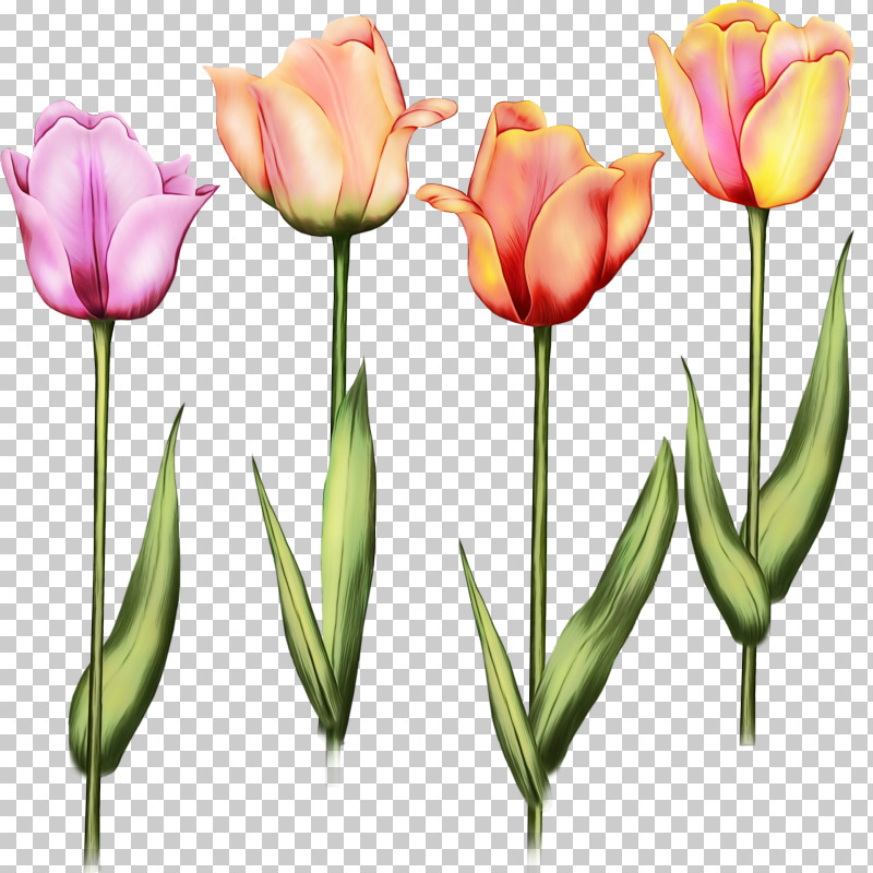 Flower Tulip Petal Plant Tulipa Humilis PNG, Clipart, Bud, Cut Flowers, Flower, Lady Tulip, Lily Family Free PNG Download