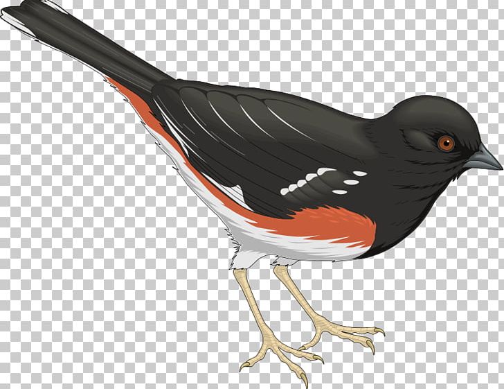 Bird Columbidae Swallow PNG, Clipart, Animals, Beak, Bird, Bird Atlas, Bird Feeders Free PNG Download
