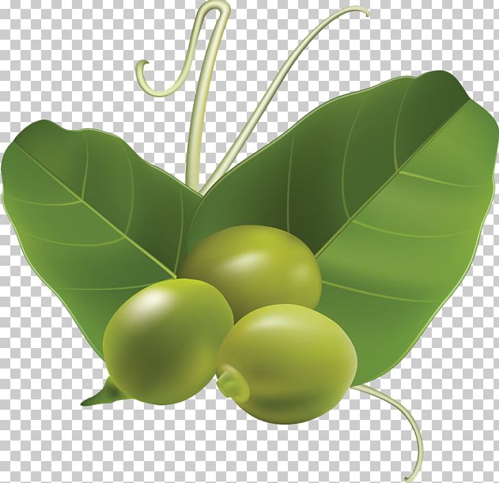 Snow Pea PNG, Clipart, Common Bean, Food, Fruit, Green Bean, Leaf Free PNG Download