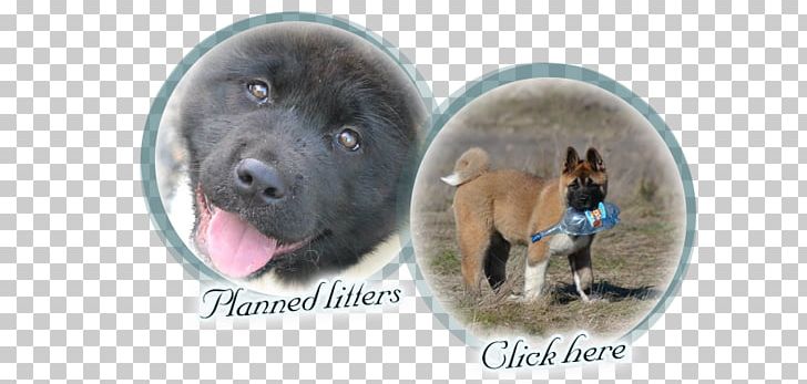 Dog Breed Puppy Snout PNG, Clipart, Akita Inu, Breed, Carnivoran, Crossbreed, Dog Free PNG Download