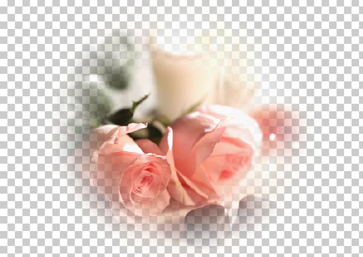 Garden Roses Love Romance Friendship Intimate Relationship PNG, Clipart, Artificial Flower, Cevap, Floral Design, Floristry, Flower Free PNG Download