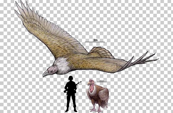 Argentavis Magnificens ARK: Survival Evolved Quetzalcoatlus Dinosaur Haast's Eagle PNG, Clipart,  Free PNG Download