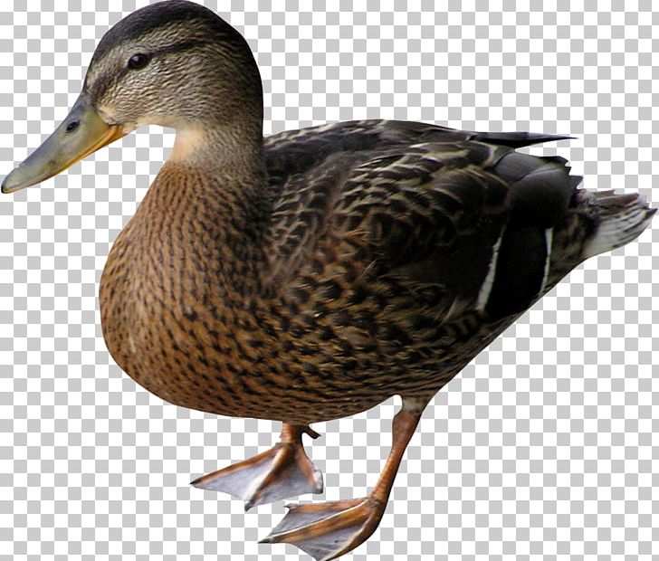 Duck Mallard Bird Goose PNG, Clipart, Animal, Animals, Beak, Bird, Canard Free PNG Download