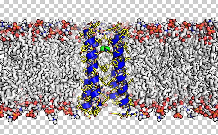 Molecule Membrane Transport Protein Cell Membrane Fluid Mosaic Model PNG, Clipart, Biological Membrane, Biology, Cell, Cell Membrane, Fluid Free PNG Download