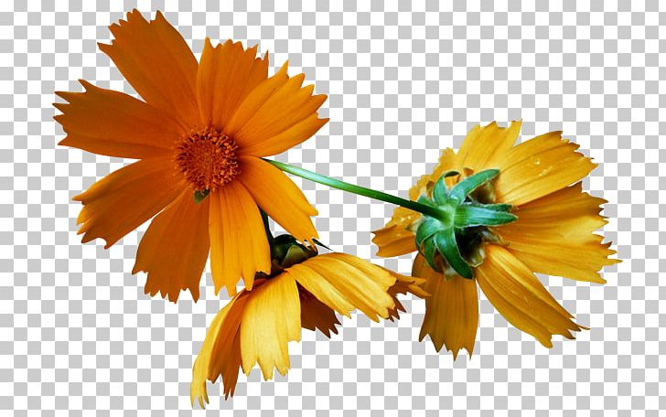Cut Flowers Autumn PNG, Clipart, Autumn, Calendula, Cut Flowers, Daisy Family, Digital Image Free PNG Download