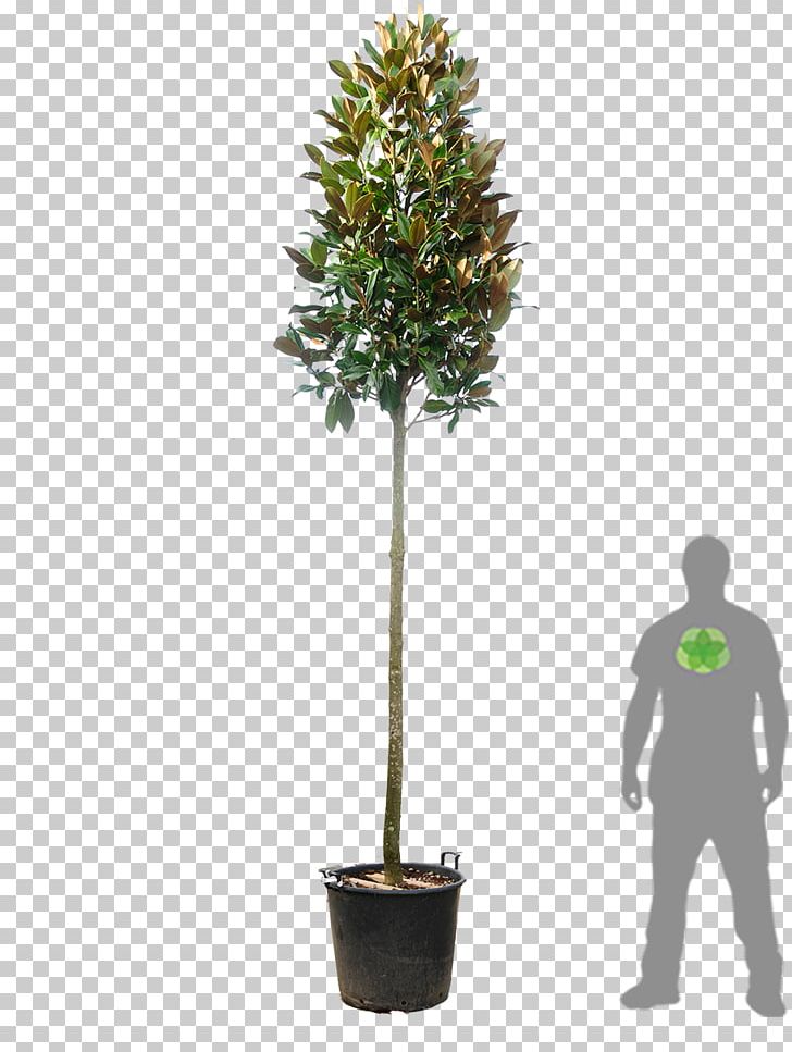Tree Evergreen Southern Magnolia Red Tip Photinia Hedge PNG, Clipart, Arborvitae, Bonsai, Broadleaved Tree, Cherry Laurel, Espalier Free PNG Download