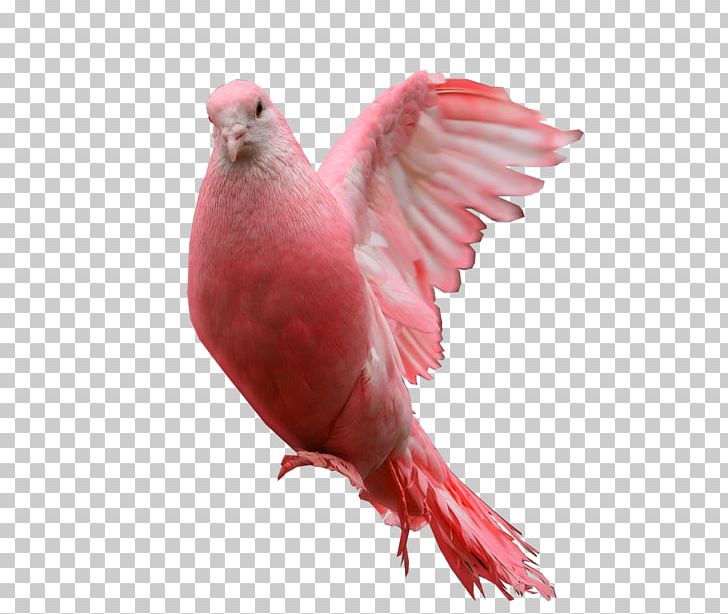 Columbidae Pink Pigeon PNG, Clipart, Animal, Beak, Bird, Clip Art, Columbidae Free PNG Download