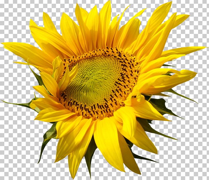 Common Sunflower Sunflower Seed Sunflowers PNG, Clipart, Common Sunflower, Daisy Family, Flower, Flowering Plant, Others Free PNG Download