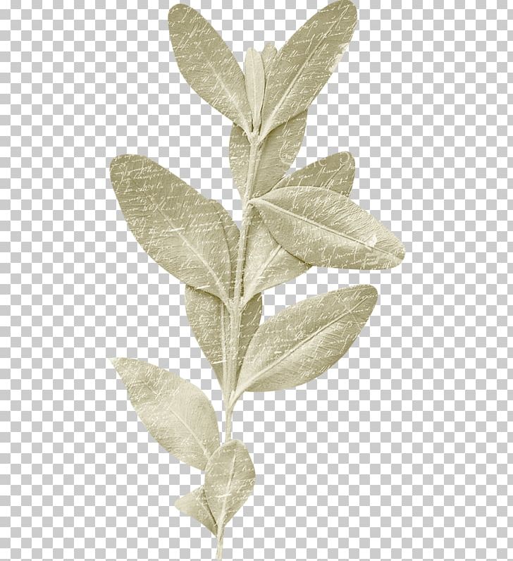 Leaf Plant Stem Herb PNG, Clipart, Decorative Pattern, Herb, Leaf, Plant, Plant Stem Free PNG Download