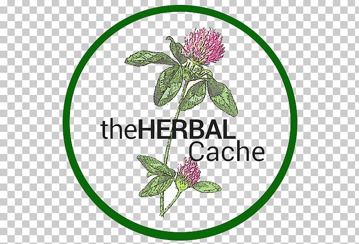 Herbalism Red Clover Tincture Health PNG, Clipart, Clover, Common Motherwort, Cut Flowers, Flora, Flower Free PNG Download