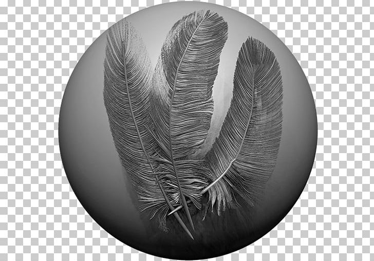 zbrush alpha bird feathers
