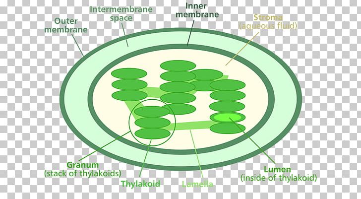 Chlorophyll A Chloroplast Photosynthesis Diagram PNG, Clipart, Area, Biological Pigment, Biology, Brand, Cell Free PNG Download