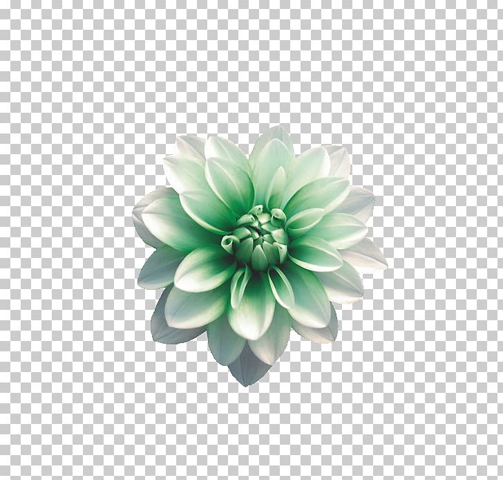 Cut Flowers Rosas PNG, Clipart, 2016, 2017, Author, Chrysanthemum, Chrysanths Free PNG Download