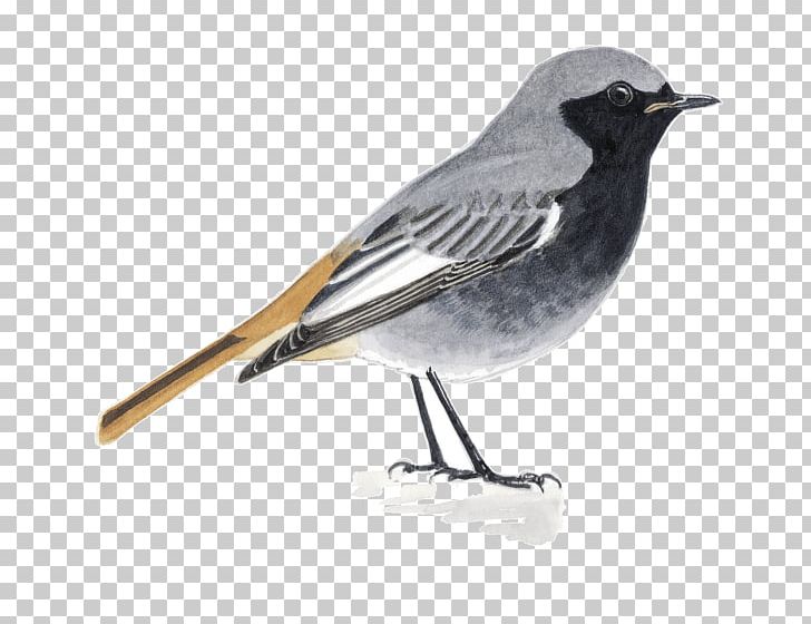 Juncos Finch Common Nightingale Fauna Beak PNG, Clipart, Beak, Bird, Common Nightingale, Emberizidae, Fauna Free PNG Download