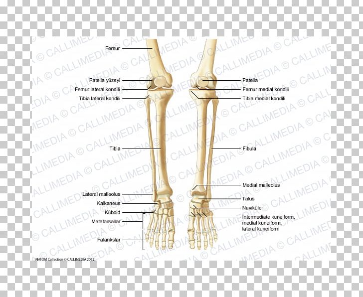 Thumb Bone Human Anatomy Human Skeleton PNG, Clipart, Anatomy, Angle, Arm, Bone, Crus Free PNG Download