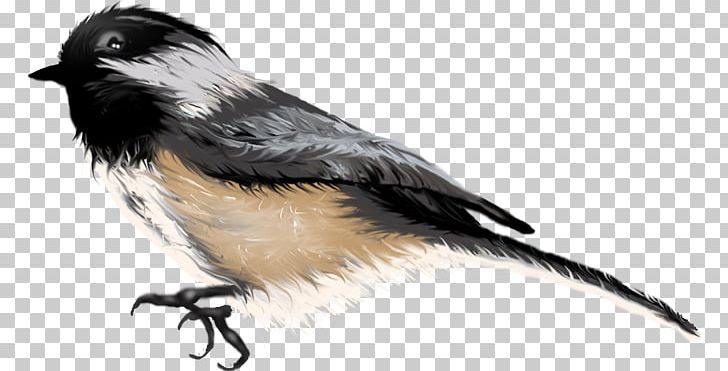 Beak Finches Fauna Feather Wildlife PNG, Clipart, Animals, Beak, Bird, Bird Cartoon, Cartoon Free PNG Download