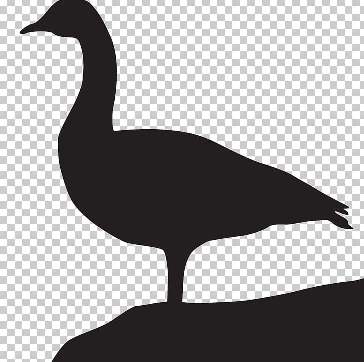 Goose All About Birds Duck Cornell Lab Of Ornithology PNG, Clipart, All About Birds, Anatidae, Animals, Beak, Bird Free PNG Download