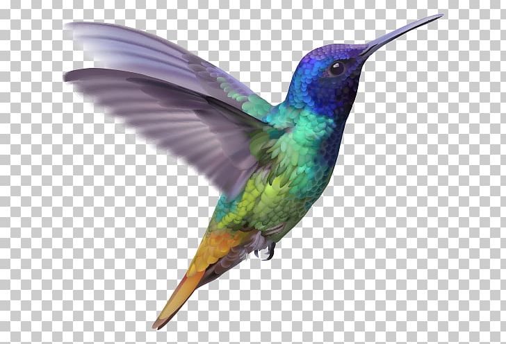 Hummingbird Lucifer Sheartail PNG, Clipart, Animals, Beak, Bird, Drawing, Fauna Free PNG Download