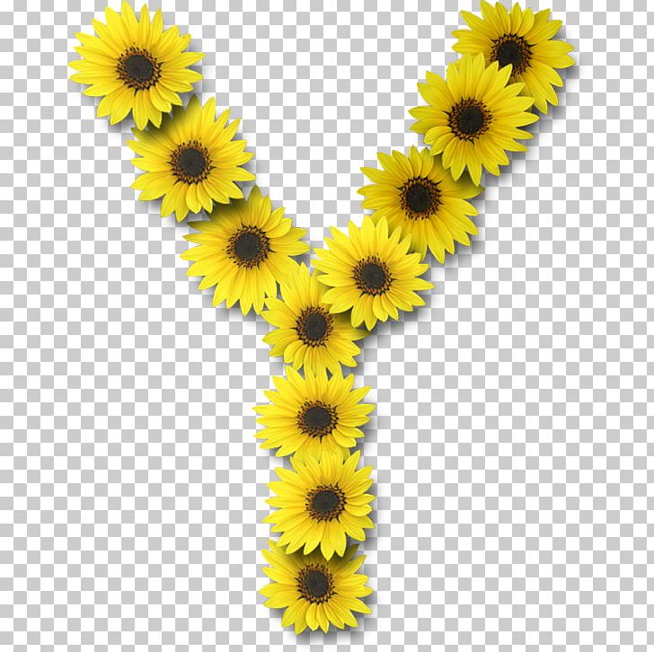 Letter Case Alphabet Y Common Sunflower PNG, Clipart, Alphabet, Common Sunflower, Daisy Family, Enchanted Parkway South, Flower Free PNG Download