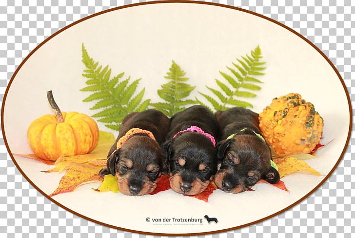 Puppy Dog Breed Breeder PNG, Clipart, 2018, Animals, Breed, Breeder, Carnivoran Free PNG Download