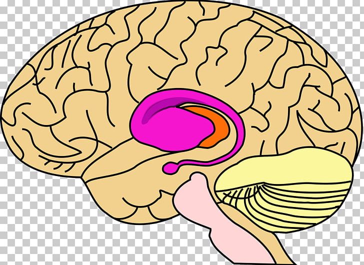 Basal Ganglia Brain Ganglion Anatomy Nucleus PNG, Clipart, Anatomy, Basal Ganglia, Brain, Central Nervous System, Cerebral Cortex Free PNG Download