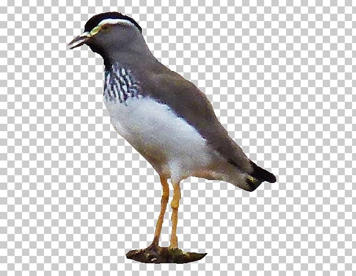Gulls Water Bird Wader Beak PNG, Clipart, Beak, Bird, Charadriiformes, Fauna, Feather Free PNG Download