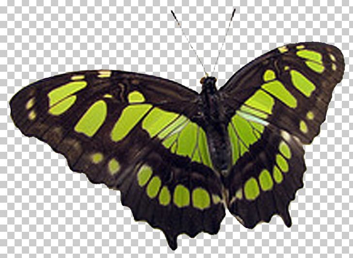 Monarch Butterfly Pieridae Moth Torte PNG, Clipart, Animated Film, Arthropod, Babochki, Brush Footed Butterfly, Butterflies And Moths Free PNG Download