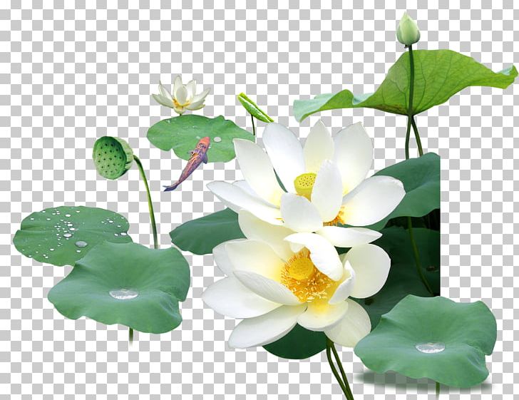 Nelumbo Nucifera Raster Graphics PNG, Clipart, Annual Plant, Aquatic Plant, Black White, Flower, Leaf Free PNG Download