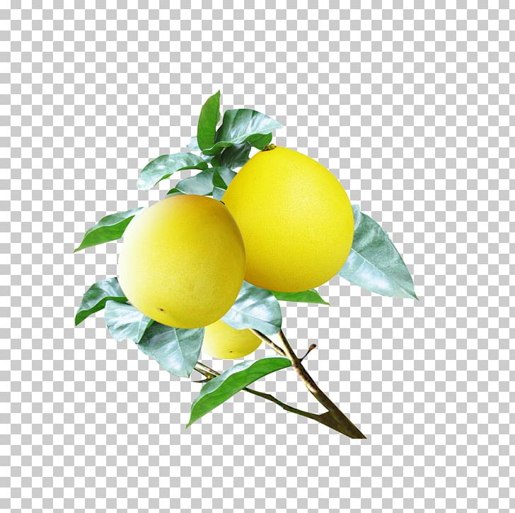Pomelo Grapefruit Food Lemon PNG, Clipart, Citrus, Eating, Food, Fruit, Fruit Nut Free PNG Download