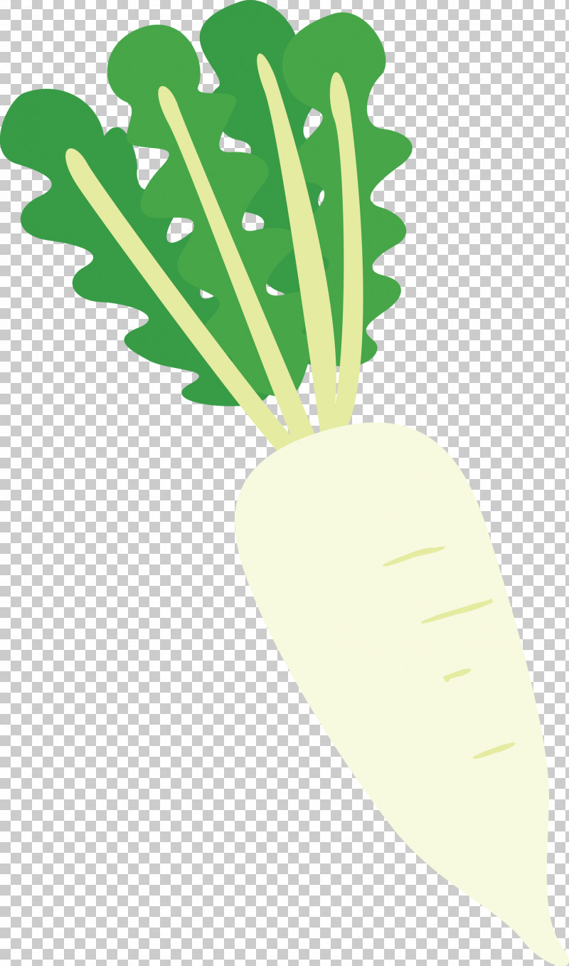 Radish PNG, Clipart, Fruit, Hm, Leaf, Line, Plants Free PNG Download