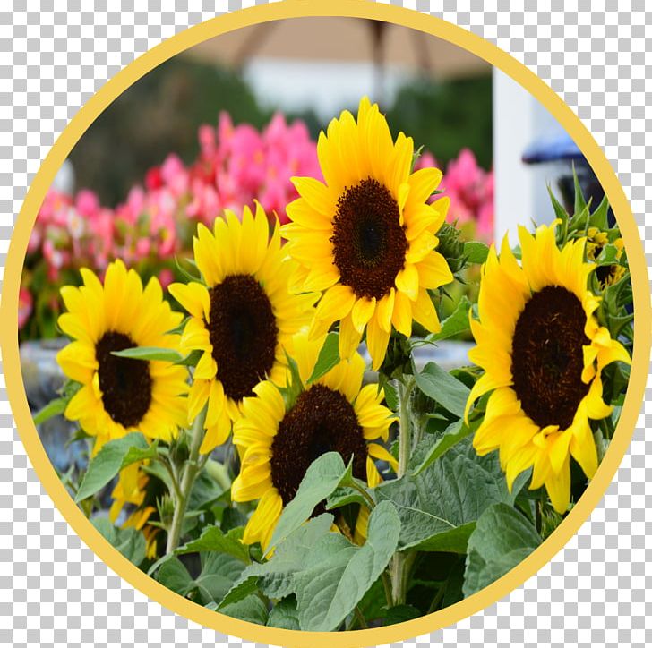 Common Sunflower Country Garden Shed Annual Plant Sunflower Seed PNG, Clipart, Annual Plant, Common Sunflower, County, Daisy Family, Flower Free PNG Download