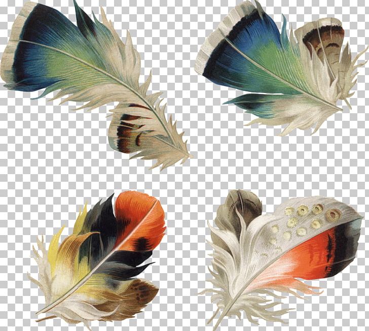 Feather Photography PNG, Clipart, Animals, Beak, Clip Art, Color, Drawing Free PNG Download