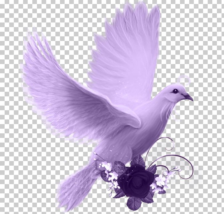 Domestic Pigeon Bird Columbidae PNG, Clipart, Animals, Beak, Bird, Columbidae, Computer Icons Free PNG Download