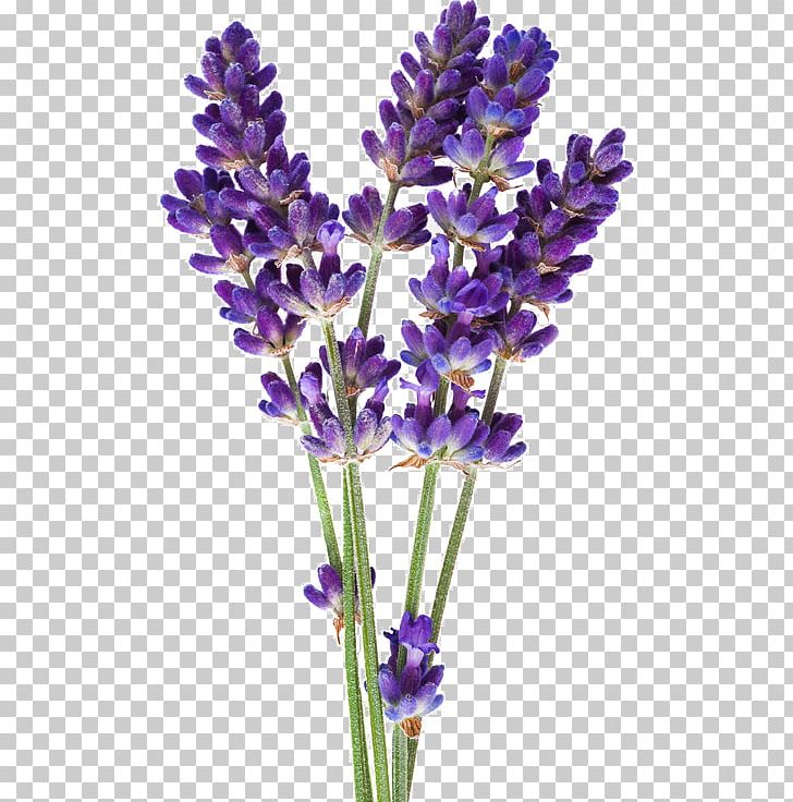 English Lavender Flower Hyssop Stock Photography Lavender Oil PNG, Clipart, Common Sage, Essential Oil, Flower Bouquet, Flowering Plant, French Lavender Free PNG Download