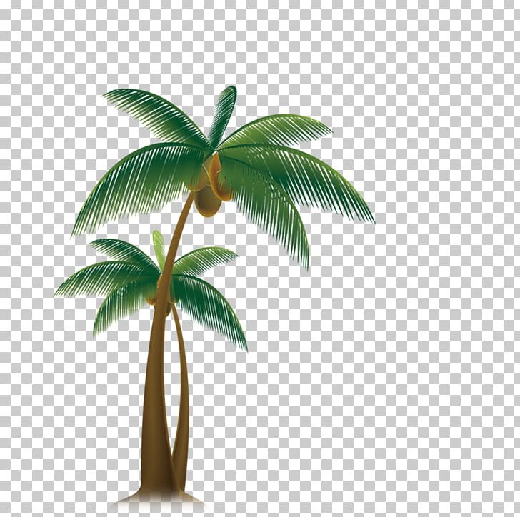 Arecaceae Tree Coconut PNG, Clipart, Arecaceae, Arecales, Beach, Christmas Tree, Coconut Free PNG Download