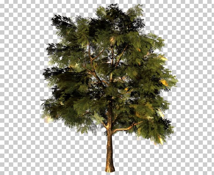 Larch Tree Oak Pine Branch PNG, Clipart, Agac, Branch, Conifer, Conifers, Evergreen Free PNG Download