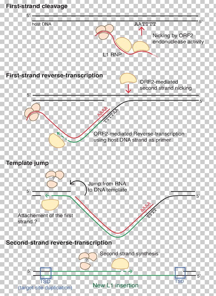 Line Angle Diagram Organism PNG, Clipart, Angle, Area, Art, Diagram, Line Free PNG Download