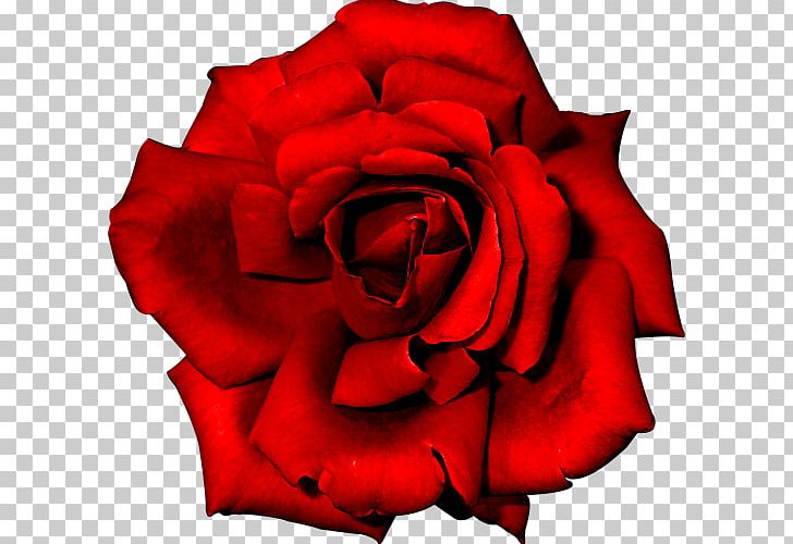 Rose Flower Red PNG, Clipart, Animaatio, Blog, China Rose, Closeup, Cut Flowers Free PNG Download