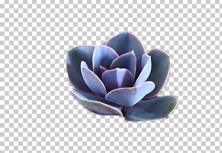 Succulent Plant Graptopetalum Paraguayense Echeveria Bonsai PNG, Clipart, Blue, Fleshy, Fleshy Plant, Flower, Flowerpot Free PNG Download