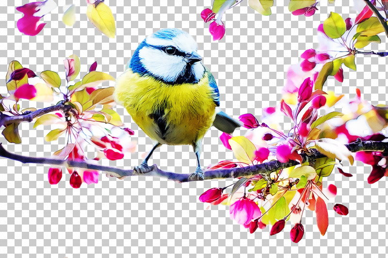 Tit Eurasian Blue Tit Birds Songbirds Flower PNG, Clipart, Birds, Blue, Canvas Print, Drawing, Eurasian Blue Tit Free PNG Download