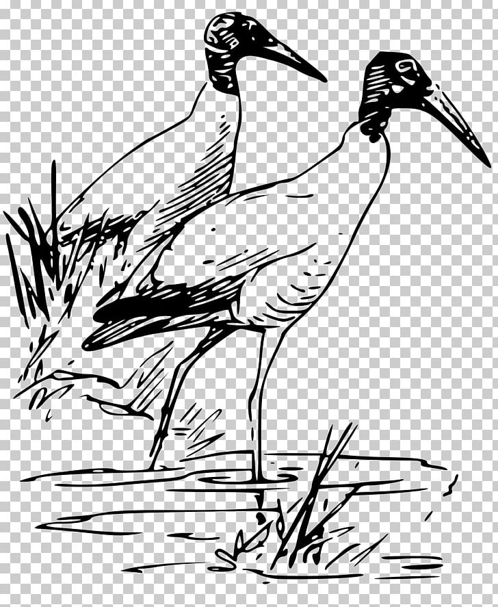 Bird Drawing American White Ibis Wood Stork PNG, Clipart, African Sacred Ibis, American White Ibis, Animals, Art, Beak Free PNG Download