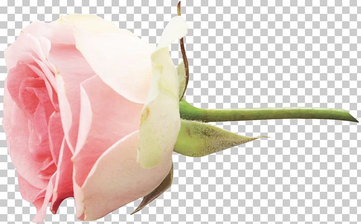 Garden Roses Flower PNG, Clipart, Beach Rose, Branch, Bud, Closeup, Cut Flowers Free PNG Download
