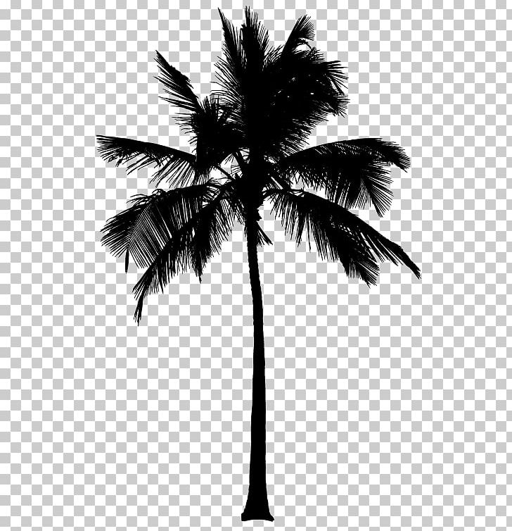 Asian Palmyra Palm Silhouette Arecaceae Coconut PNG, Clipart, Animals, Arecaceae, Arecales, Asian Palmyra Palm, Black And White Free PNG Download