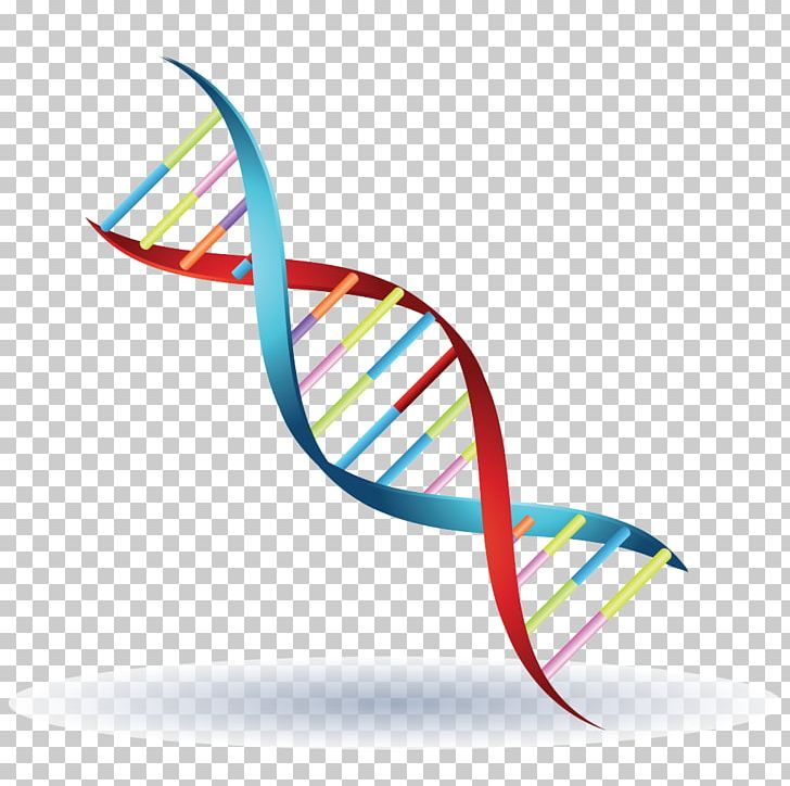 Chromosome Genetics DNA Symbol PNG, Clipart, Bull, Cdn, Chromosome, Clip Art, Cloning Free PNG Download