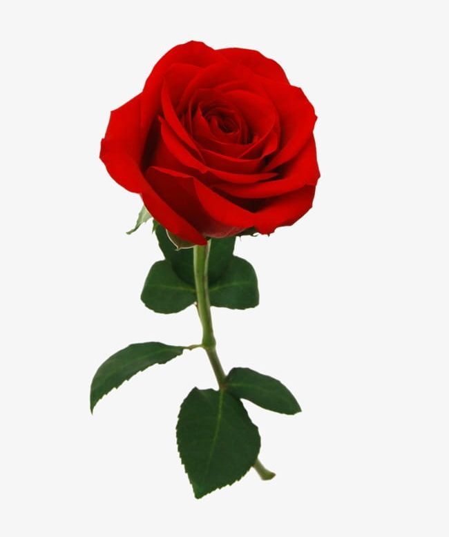 Red Rose Flower Closeup PNG, Clipart, Beautiful, Beautiful Photography, Big, Closeup, Day Free PNG Download