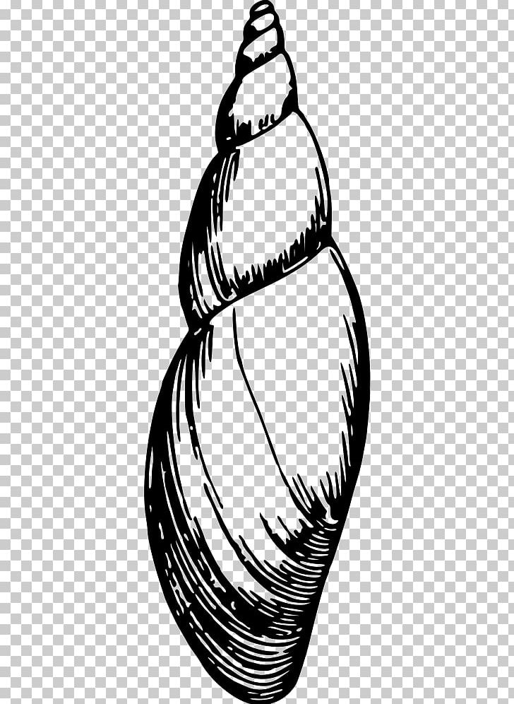 Seashell Black Sea PNG, Clipart, Animals, Artwork, Black And White, Black Sea, Drawing Free PNG Download