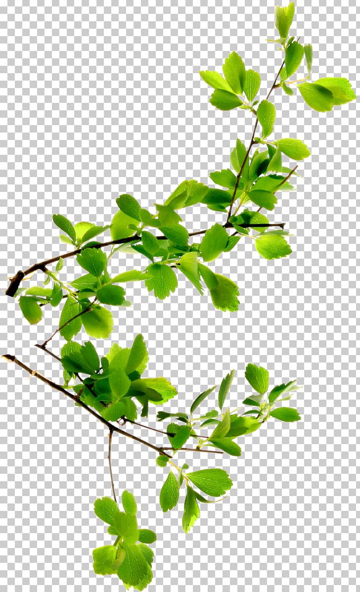 Branch Twig Leaf Plant Stem Tree PNG, Clipart, Branch, Flowering Plant, Herb, Leaf, Lettuce Free PNG Download