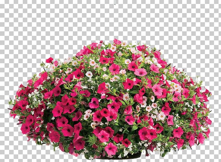 Container Garden Annual Plant Flowerpot Petunia PNG, Clipart, Annual Plant, Busy Lizzie, Calibrachoa, Cherry, Container Garden Free PNG Download