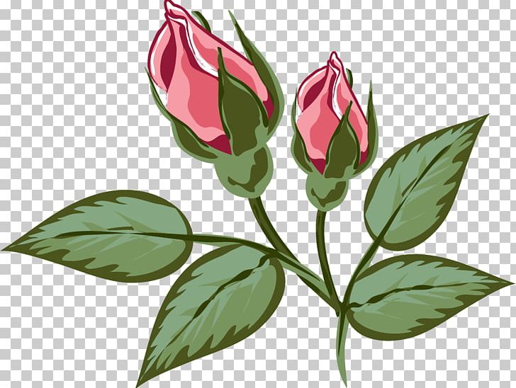 Flower Rose Family Illustration Red PNG, Clipart, Bud, Flower, Flowering Plant, Japanese Morning Glory, Leaf Free PNG Download