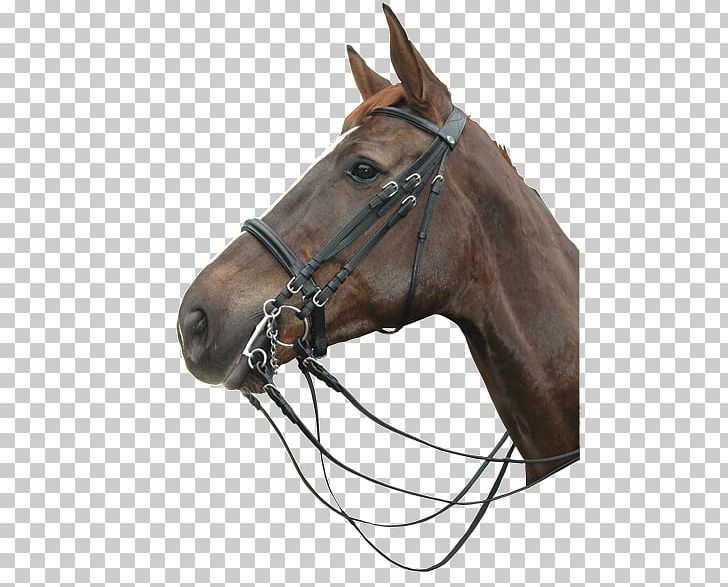 Halter Bridle Horse Rein Noseband PNG, Clipart, Bitless Bridle, Bridle, Equestrian, Halter, Horse Free PNG Download